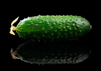 Cucumber