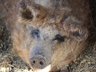 Wollschweinportrait