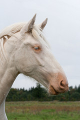 White country horse