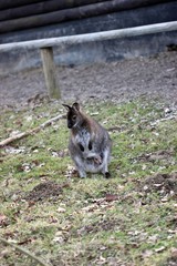 Bennettkänguru mit Jungtier