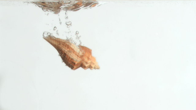 Conch shell in a super slow motion turning in the water 