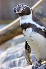 Naklejka premium Humboldtpinguin 