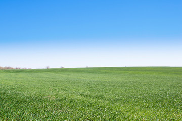 Obraz premium Unripe wheat field