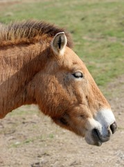 Przewalskipferd im Fr&uuml;hling