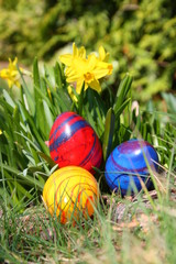 Easter eggs with daffodils