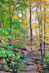 Bear Mountain forest