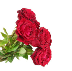 beautiful bouquet of red roses isolated on white