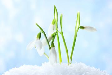 beautiful snowdrops in snow on blue background