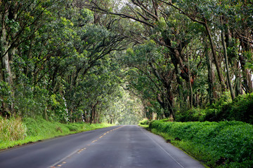 Scenic Road