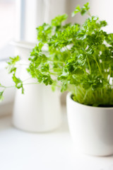 Green parsley (Petroselinum hortense) in a pot