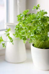 Fototapeta premium Green parsley (Petroselinum hortense) in a pot