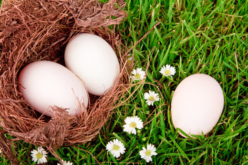 Eggs in nest on  fresh spring green grass