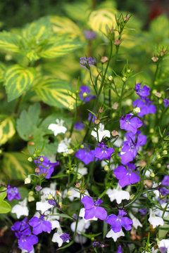 Blue and white lobelias in the garden