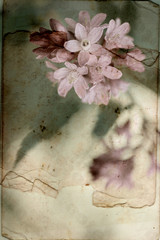 Vintage background with Spring flowers