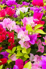 colorful bougainvillea flower .