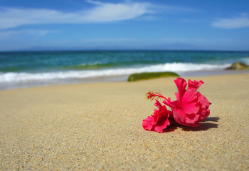 Fototapeta na wymiar Tropical Beach Flower