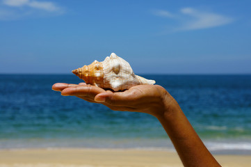 Seashell