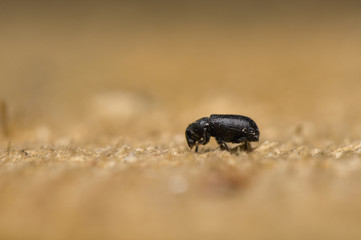 Tomicus piniperda