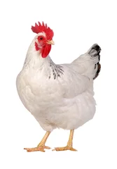 Abwaschbare Fototapete Hähnchen Huhn getrennt auf Weiß.