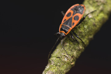 Pyrrhocoris apterus