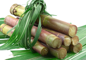 canne à sucre
