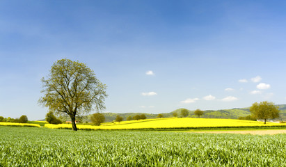 Frühling