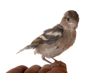 Baby bird