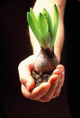Bulbe  plante