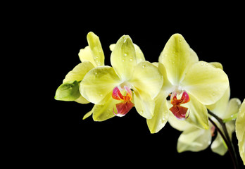 Fototapeta na wymiar light green moth orchid flowers