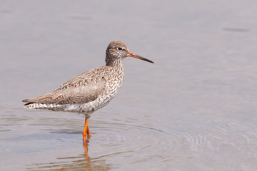 Redshank standing in water