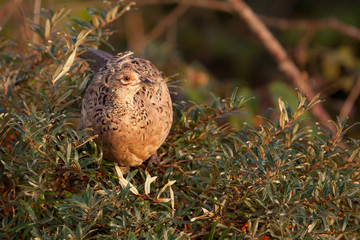 Female pheasant in a bush