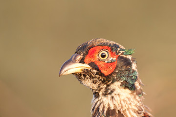 Portrait of a pheasant