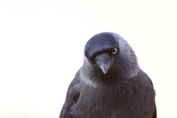 Jackdaw portrait with a white background