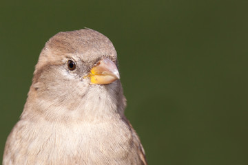 female House Sparrow portrait