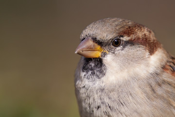 Male House Sparrow portrait