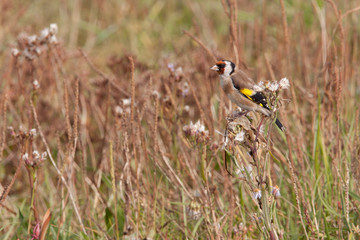 Male goldfinch in a field