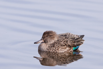 Eurasian Teal or Common Teal (Anas crecca)