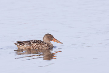 Northern Shoveler (Anas clypeata) swimming in water