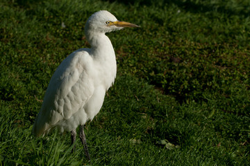 cattle egret (bubulcus ibis)