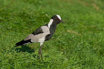 Blacksmith Plover in a field