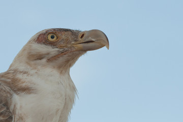 Palm-nut Vulture portrait