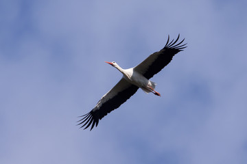A flying stork