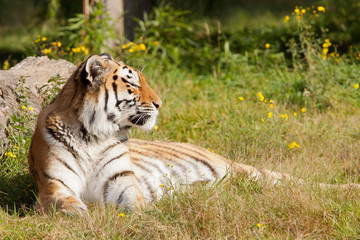 Fototapeta na wymiar Tiger odpoczynku w dziedzinie