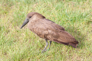 Hammerkop