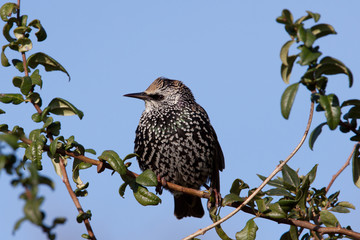 Starling on a branch