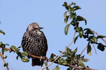 Starling on a branch