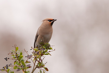 Bohemian Waxwing on a branch