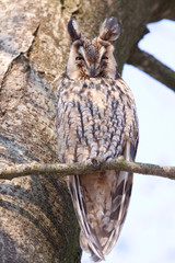 Long-eared Owl sleeping in a tree