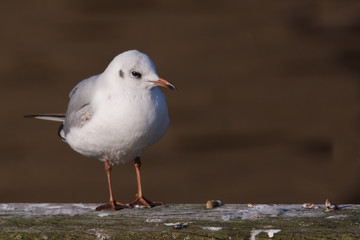 Black headed gull standing on a wooden beam