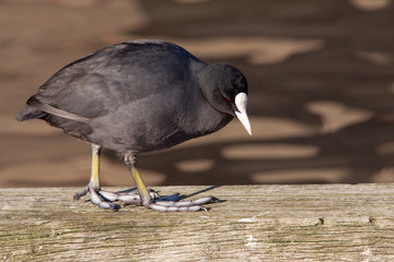 A coot walking on a wooden beam
